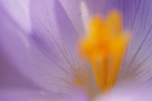 In een krokus