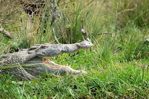 Die Augen über dem Wasser - Die unsichtbare Kraft des Nils von Rick Massar
