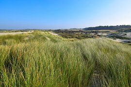 Hilly dune landscape with marram grass in the foreground by Studio LE-gals
