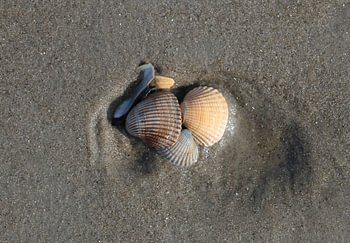 Schelpen op het strand