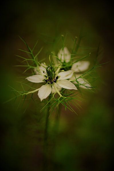 fleurs par MartinsPhotocorner