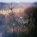 Spinnennetz Magie von Tvurk Photography Miniaturansicht