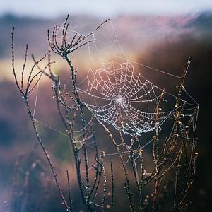 Spinnennetz Magie von Tvurk Photography