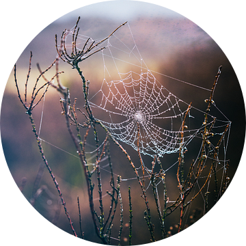 Spinnenweb tovenaar van Tvurk Photography