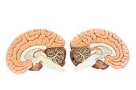 Twee helfden van het menselijk brein van Ben Schonewille thumbnail