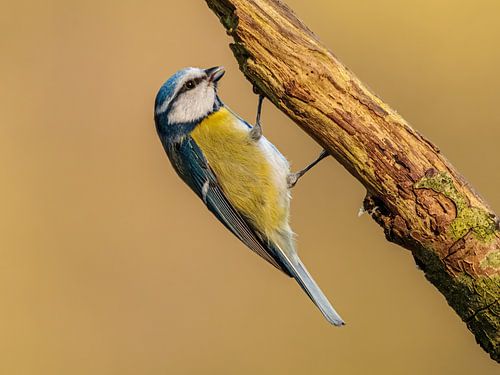 Mésange bleue suspendue