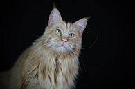 Staring Maine Coon. von Astrid Brouwers Miniaturansicht