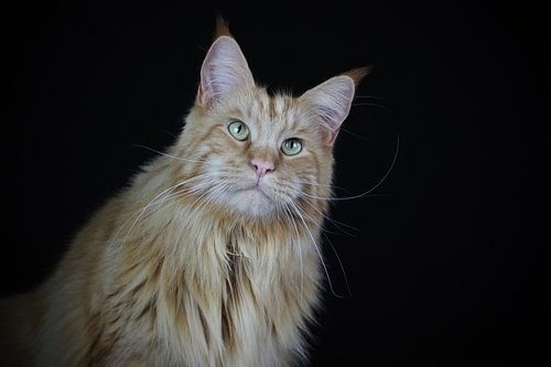 Starende Maine Coon.