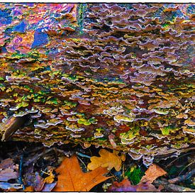 Bonte herfstkleuren van parasieten in het bos van Kees Dorsman