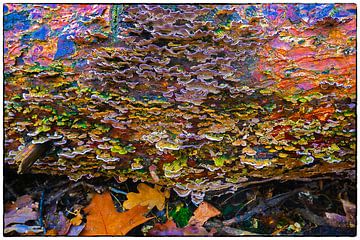 Colourful autumn colours of parasites in the forest