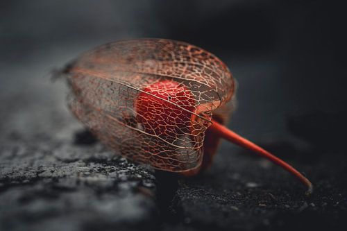 Uniquement sur le sol. sur Robby's fotografie