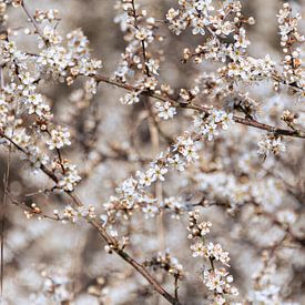 Fleurs blanches de prunellier sur Peter Baier