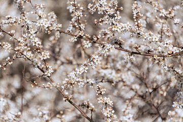 Fleurs blanches de prunellier sur Peter Baier