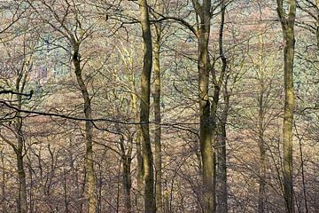 beukenbos in het voorjaar van Hanneke Luit