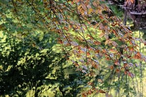 Jeunes feuilles sur Carla van Zomeren