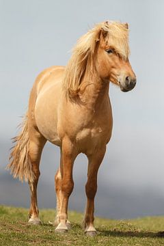 IJslands Paard