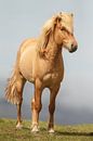 Cheval islandais par Menno Schaefer Aperçu