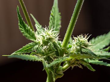 Cannabis Sativa Hollandica in voller Blüte mit viel THC von Robin Jongerden