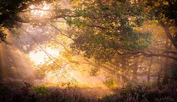 forêt brumeuse au lever du soleil sur Martijn van Steenbergen