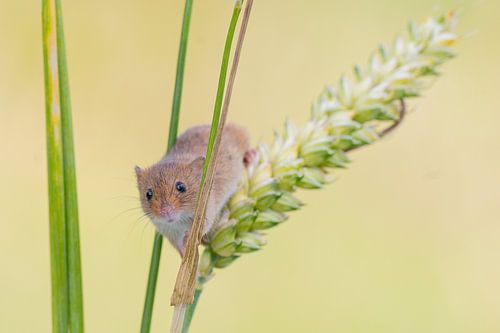Dwergmuis in graan van Rene van Dam