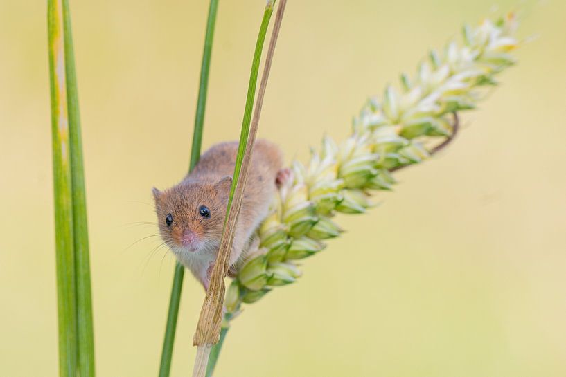 Zwergmaus im Getreide von Rene van Dam