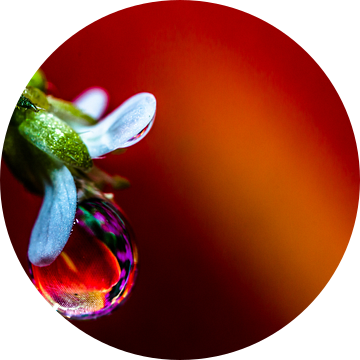 waterdruppel aan een bloem van Frank Ketelaar