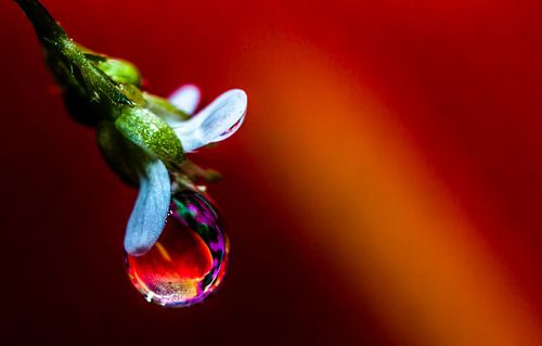 waterdruppel aan een bloem