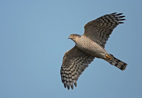 Eurasian Sparrowhawk in fligh by Beschermingswerk voor aan uw muur