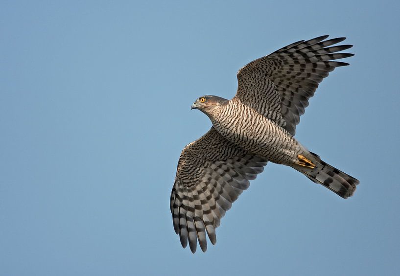 Sperber im Flug von Beschermingswerk voor aan uw muur