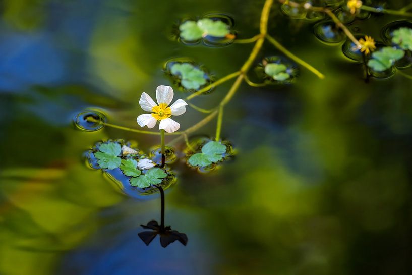 Fleur blanche d'une renoncule aquatique dans un étang de jardin par ManfredFotos