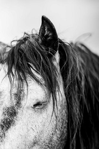 Paard Portret Gesloten Oog in Rust