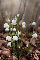 The first messengers of spring