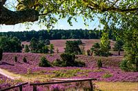 Lüneburger Heide