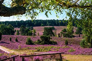 Lüneburger Heide von Kurt Krause