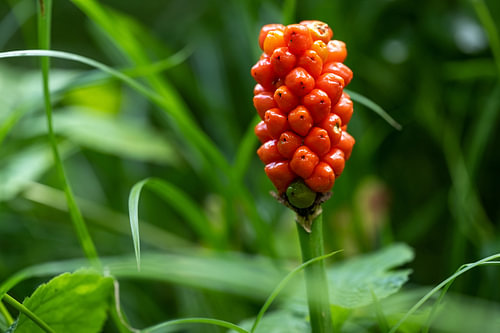 Arum maculatum mit roten Beeren vor grünem Hintergrund, eine giftige Waldpflanze, die auch Kuckucksp