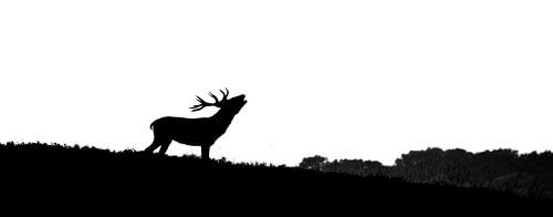 Edelhert in silhouet (bok) van Sjoerd de Hoop