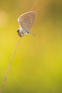 Pimpernel blau