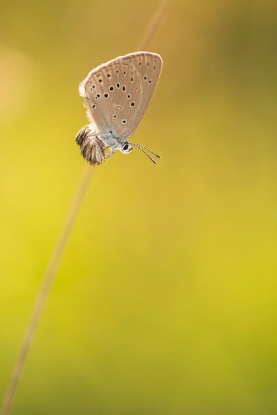 Pimpernelblauwtje van Elles Rijsdijk