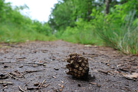 Ein Tannenzapfen auf dem Waldweg von Vlijtig Liesje