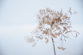 Hortensia dans la neige 8