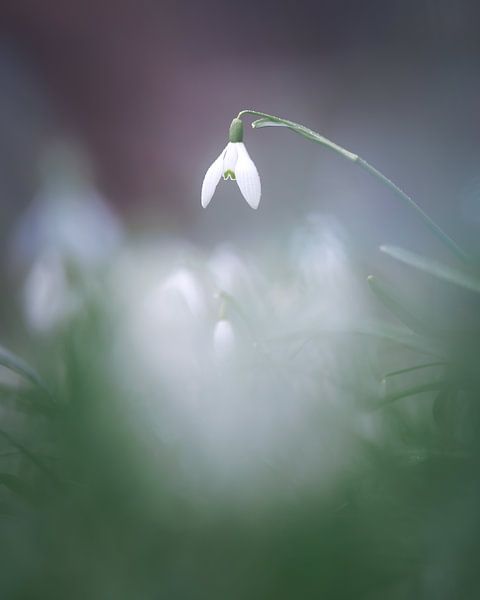 Schneeglöckchen von Thijs Friederich