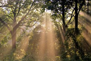 Rayons du matin sur Paul Arentsen