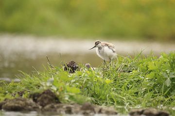 Avocette à bec bigarré