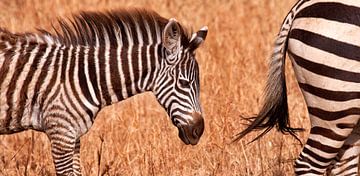 young zebra by Paul Jespers