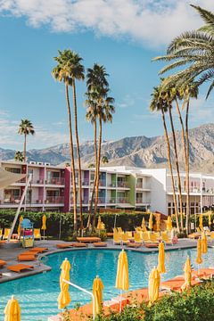 Palm Springs Saguaro by Bethany Young Photography