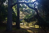A quiet place