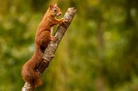 L'écureuil ne représente rien