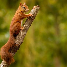 Eichhörnchen steht für nichts von Arnold van der Horst