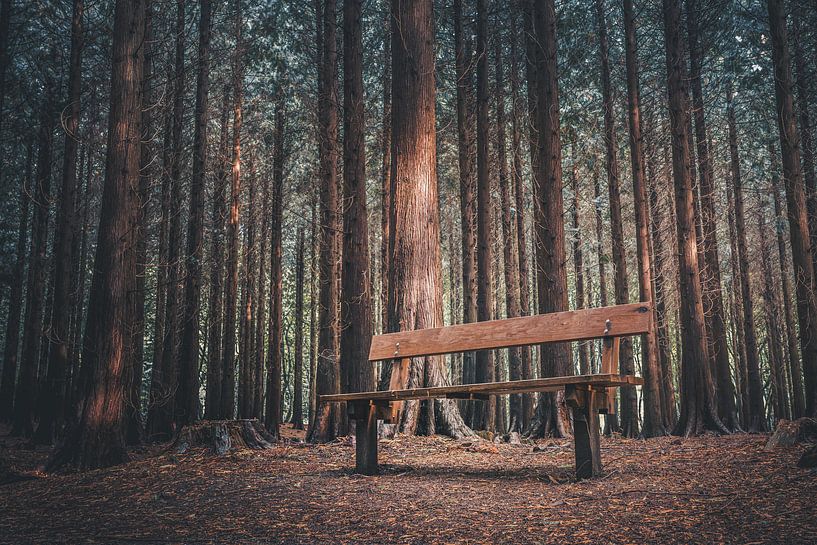 Empty bench in dark forest by rosstek ®