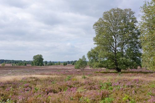 Heath Blossom in the Wesel Heath by Gisela Scheffbuch
